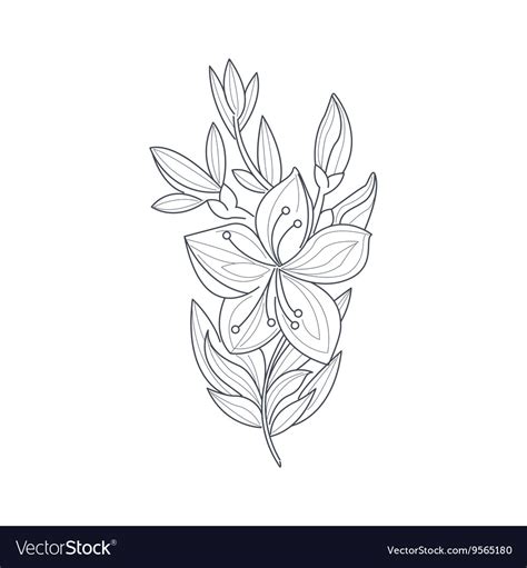 jasmine flower monochrome drawing  coloring vector image
