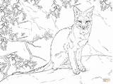 Coloring Fox Pages Realistic Gray Sitting Swift Printable Kleurplaat Grey Color Animals Drawing Squirrel Vossen Print Medium Awesome Hard sketch template