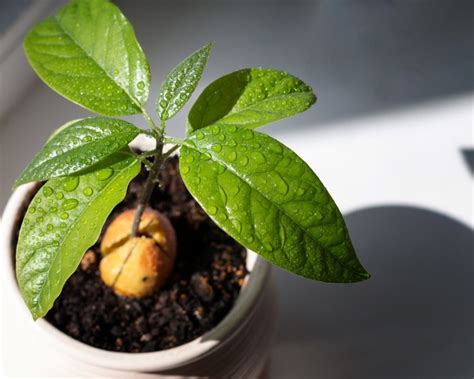 How To Grow An Avocado As A Houseplant Frosts