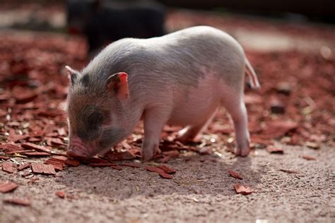 schwein ferkel schweinchen kostenloses foto auf pixabay