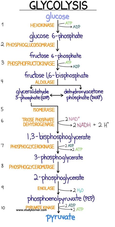 glycolysis flow chart introduction pathway diagram summary studypk