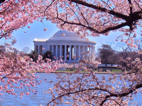 peak bloom  fun facts  cherry blossoms urban forest dweller