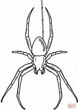 Ragno Spinne Ragni Widow Ausmalen Malvorlage Arachnid Stampare Insect Spinnennetz sketch template