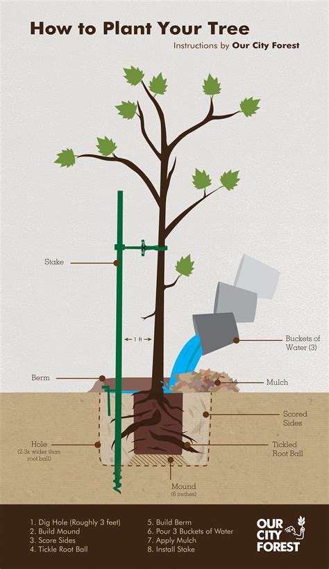 plant  tree infographic  behance
