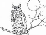Owl Horned Great Coloring Snowy Printable Cartoon Getcolorings Pages Library Clipart Popular Line sketch template