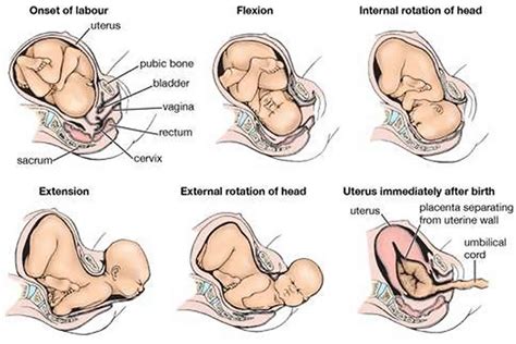cephalic   baby  pregnancy