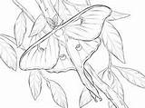Moth Luna Atlas sketch template