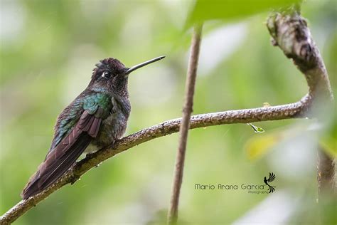 magnificent hummingbird magnificent hummingbird   flickr
