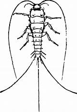 Silverfish Zilvervisjes Insects Cc0 Openclipart Kom sketch template