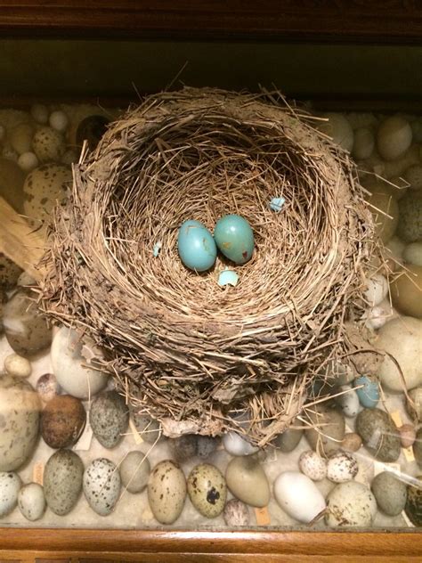 birds nest  antique egg collection bird eggs bird nest eggs
