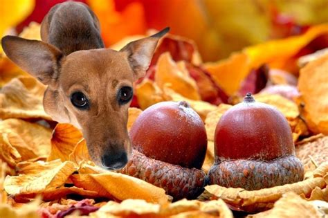 acorns bad  dogs explained   quick facts family life share
