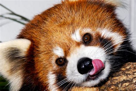 red panda  pbh network
