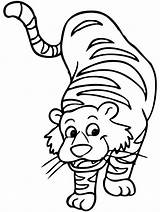 Mewarnai Harimau Tigre Sebarkan Colornimbus sketch template