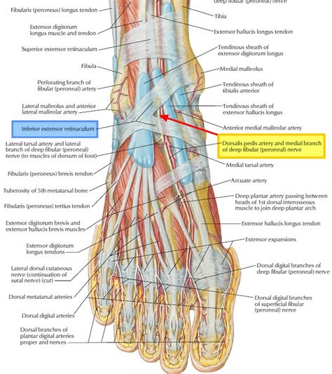 tarsal tunnel syndrome posterior tibial neuralgia ankle foot  sexiz pix