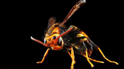 Invasive Asian Hornets Arrive On Uk Shores Iflscience