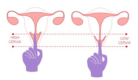 fertility and ovulation how to check your cervix and cervical position