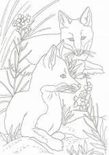 Coloring Pages Fox Color Animal Adult Dover Publications Tulamama Illustrations Paint Horse Doverpublications Choose Board sketch template