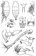 Afbeeldingsresultaten voor Diaixis. Grootte: 120 x 185. Bron: copepodes.obs-banyuls.fr