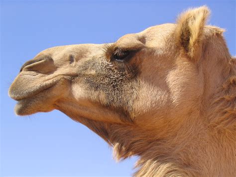 los  camellos matematicas divertidas