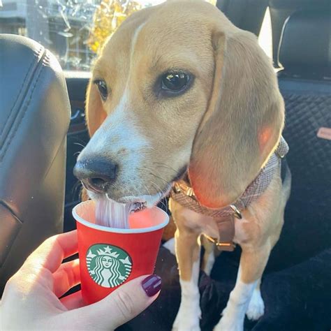 starbucks puppuccino    barkpost