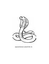 Klapperschlange Ausmalbild Ausmalbilder Schlangen sketch template
