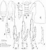 Afbeeldingsresultaten voor "acrocalanus Gracilis". Grootte: 150 x 162. Bron: www.researchgate.net