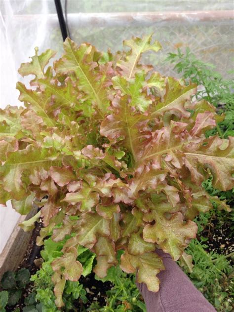 lettuce seeds  nutritional gardener