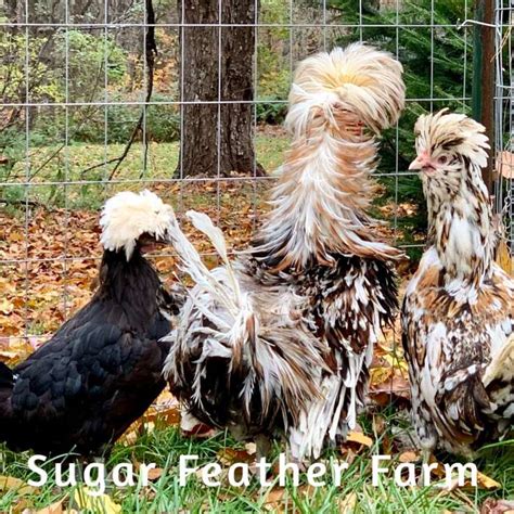 tolbunt polish chicken sugar feather farm