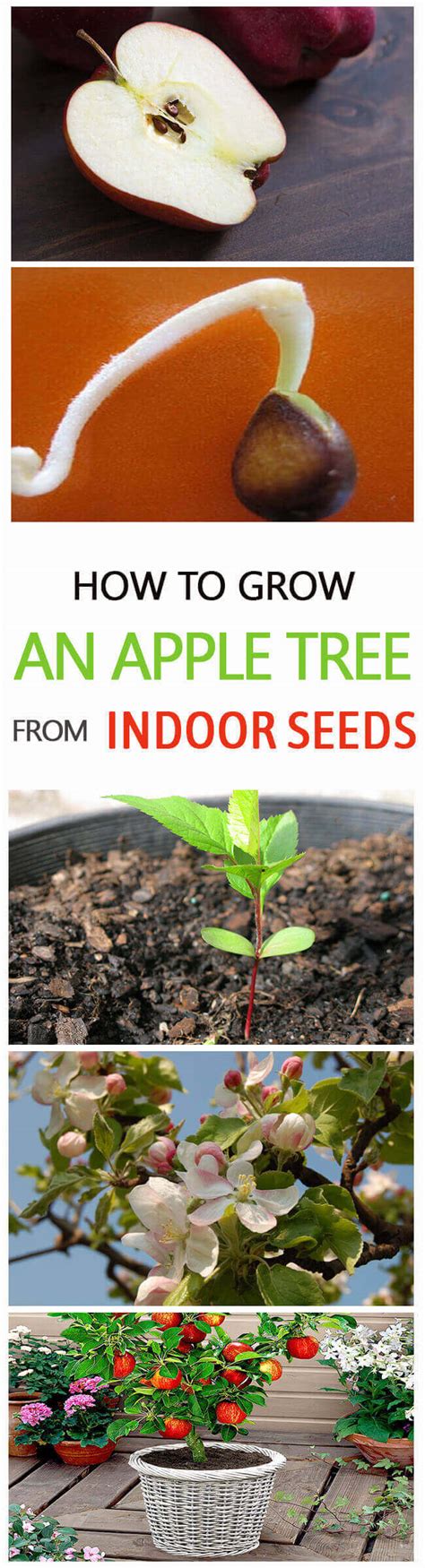 grow  apple tree  seed  grafting home gardeners