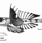 Afbeeldingsresultaten voor "protogrammus Sousai". Grootte: 177 x 185. Bron: www.fishbiosystem.ru