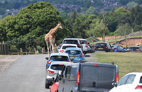 west midlands safari park reopens drive    time  lockdown birmingham