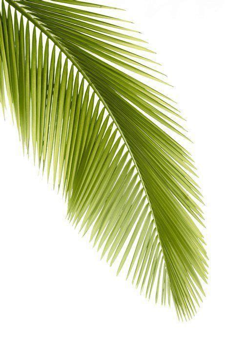 palm leaf wall decal easy installation  day money  guarantee