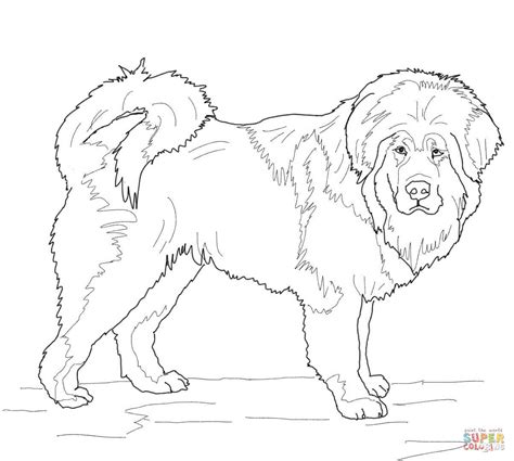 saint bernard drawing  getdrawings