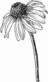 Echinacea Coneflower Drawings Blomster Sketches Purpurea Coneflowers Tegning Supercoloring Designlooter Noir Plant Hibiscus Kunst Tegnede Malede Plante Skitser Printbare Fleurs sketch template