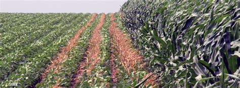 Usda Ers Managing Glyphosate Resistance May Sustain Its