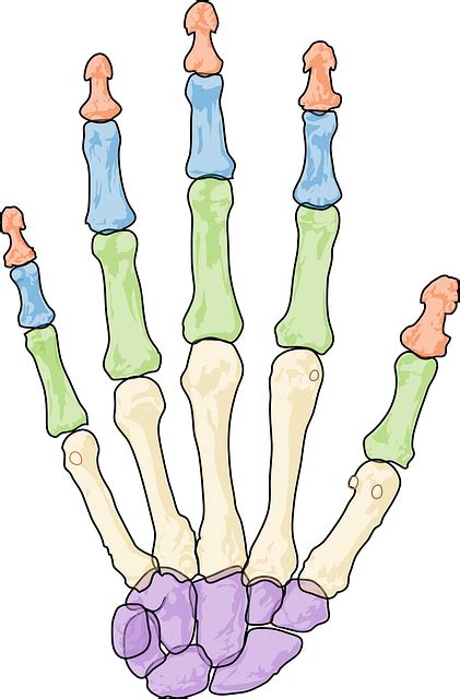 das skelett der hand im ueberblick mit grafik anatomie skelettnet
