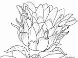 Coloring Crocus Flower Pages Sunflower Getcolorings Drawing Easy Blossom Blossoms Beautiful Getdrawings Sketch sketch template