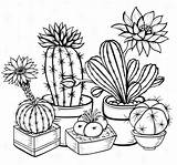 Colouring Recolor Cacti Cactus Coloring Pages Para App Outline Colorir Escolha Pasta sketch template