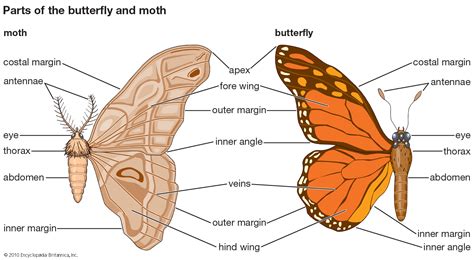 moths   butterflies science   city