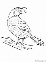 Quail Coloring Pages Kids Manna Preschool Printable Colouring Color Sketch Sheet Gambel Bird Animals California 750px 81kb Worksheets Getdrawings Bible sketch template