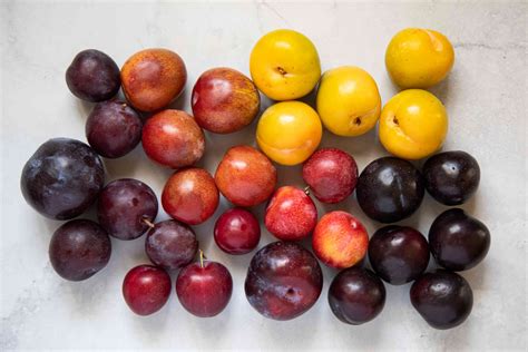 plums varieties season  picking