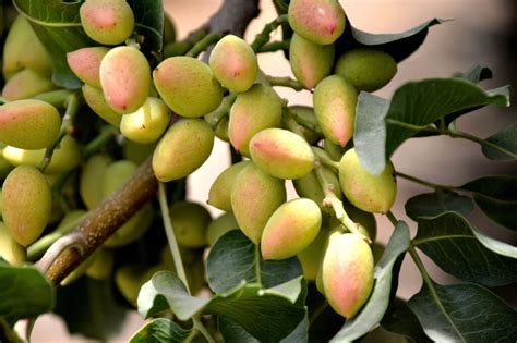pistachio trees louies nursery garden center riverside ca