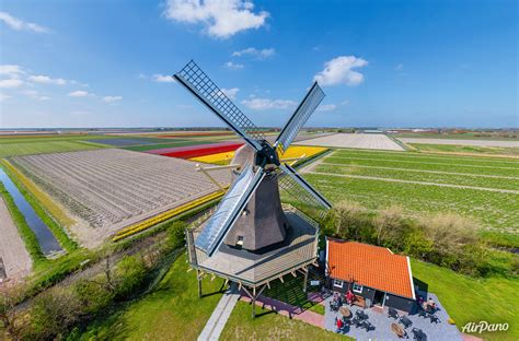 windmill   tulip fields