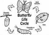 Butterfly Coloring Cycle Life Pages Animal Printable Stages Colouring Kids Choose Board Monarch sketch template