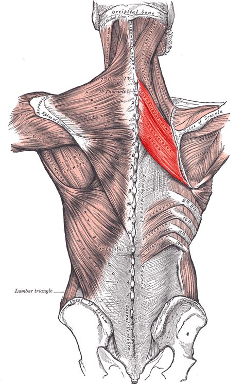 rhomboid muscles wikipedia