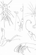 Afbeeldingsresultaten voor "brachycalanus Bjornbergae". Grootte: 120 x 185. Bron: www.semanticscholar.org