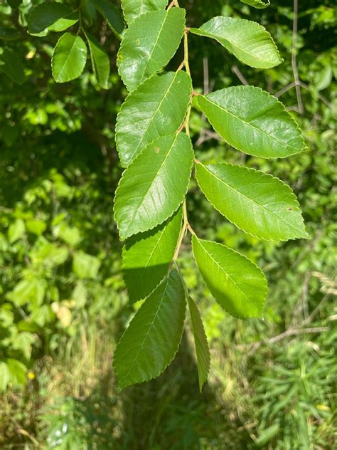 ulmus parvifolia leaf