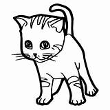 Kucing Mewarnai Gatto sketch template