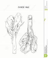 Cabbage Choy Bok sketch template