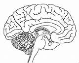 Cerebro Humano Encefalo Imagui Cerebros Nervioso Internas Coloringpagesfortoddlers Biología Muchachos Effortfulg sketch template